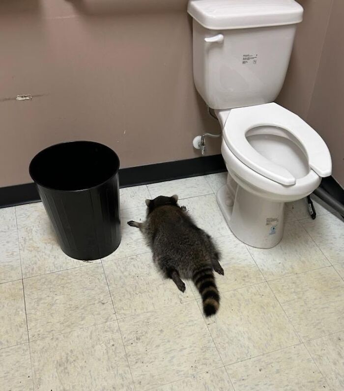 From Daring Rescues To Unlikely Friendships: 10 Raccoon Stories That Might Melt Your Heart