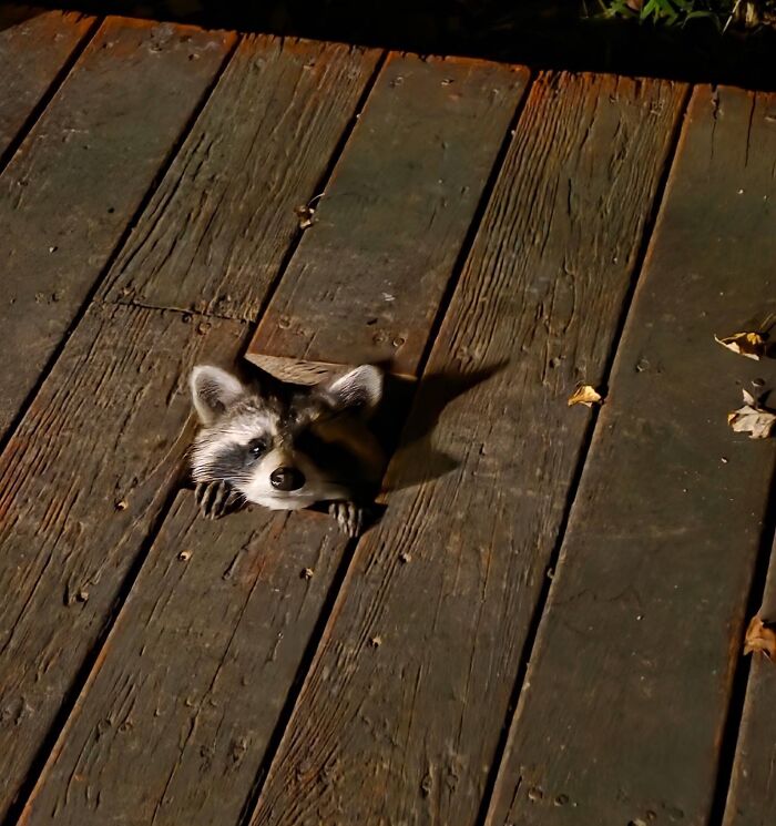 From Daring Rescues To Unlikely Friendships: 10 Raccoon Stories That Might Melt Your Heart