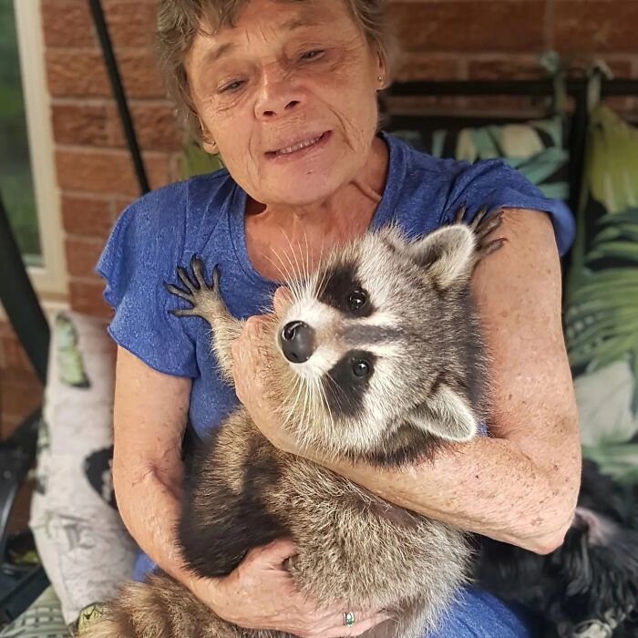 From Daring Rescues To Unlikely Friendships: 10 Raccoon Stories That Might Melt Your Heart
