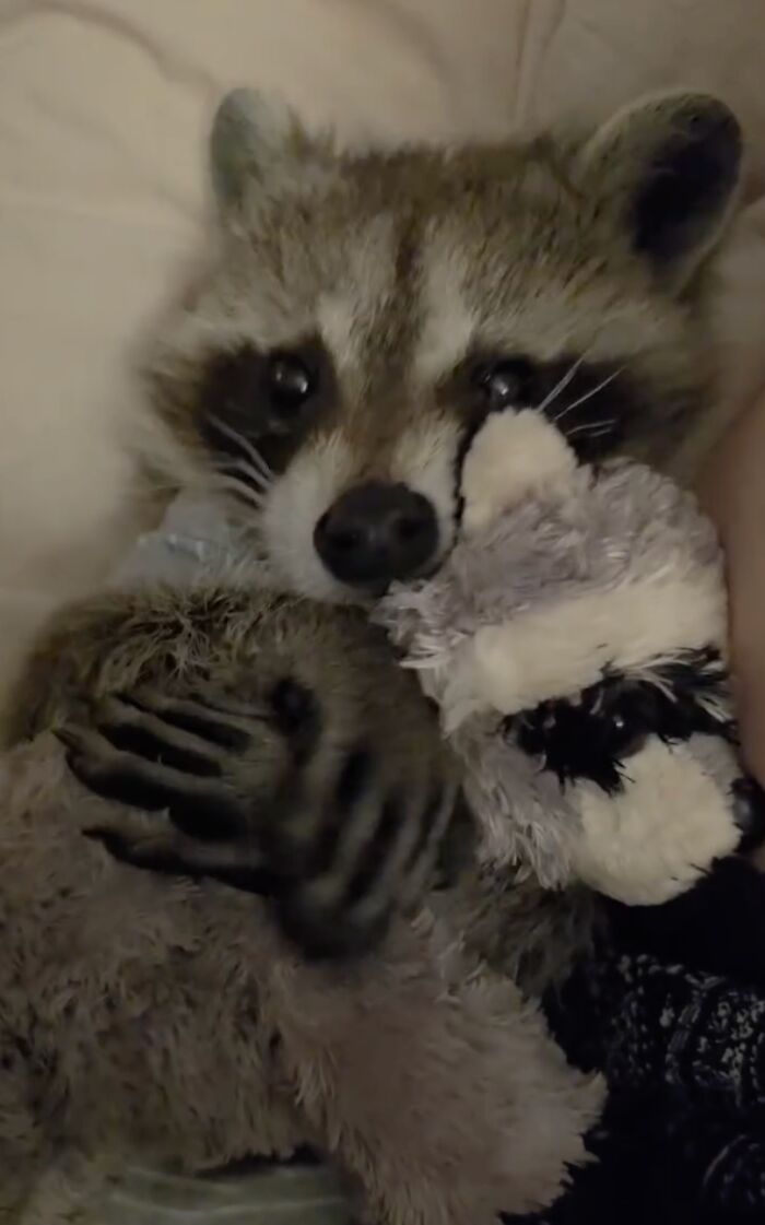 From Daring Rescues To Unlikely Friendships: 10 Raccoon Stories That Might Melt Your Heart