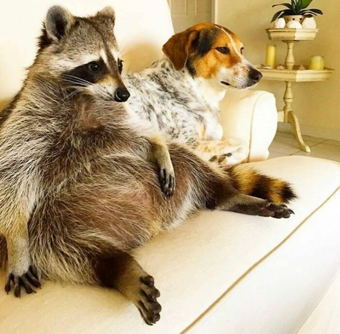 From Daring Rescues To Unlikely Friendships: 10 Raccoon Stories That Might Melt Your Heart