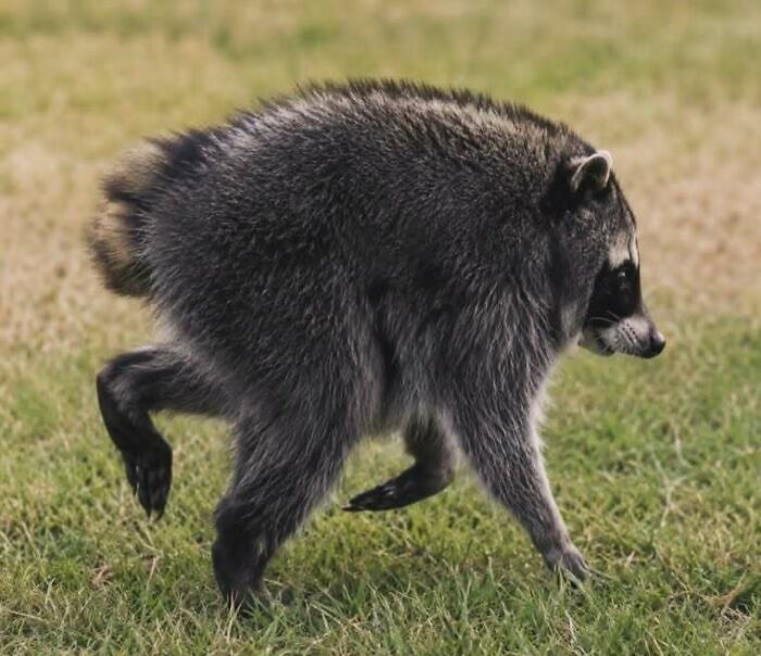 From Daring Rescues To Unlikely Friendships: 10 Raccoon Stories That Might Melt Your Heart