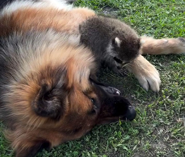 From Daring Rescues To Unlikely Friendships: 10 Raccoon Stories That Might Melt Your Heart