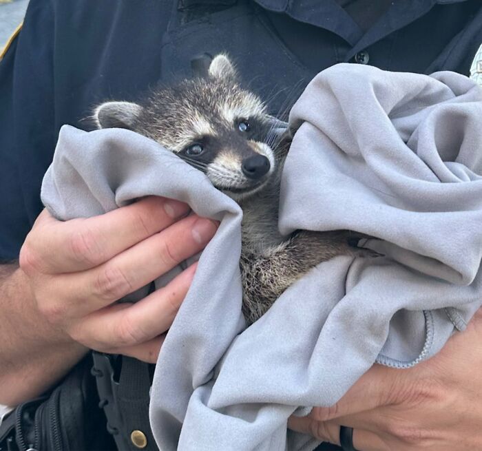 From Daring Rescues To Unlikely Friendships: 10 Raccoon Stories That Might Melt Your Heart