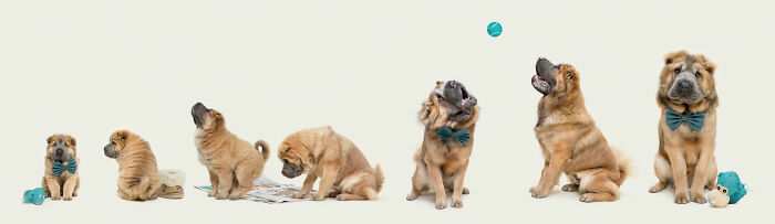 18 Winning Photos From The 2026 Dog Photography Awards That Capture Dogs At Their Best
