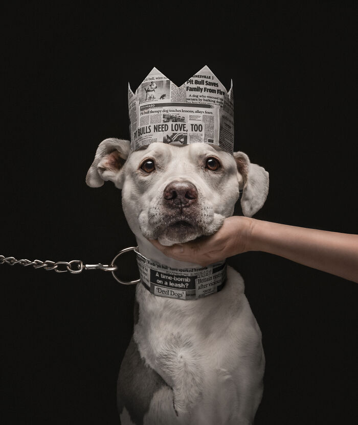 18 Winning Photos From The 2026 Dog Photography Awards That Capture Dogs At Their Best