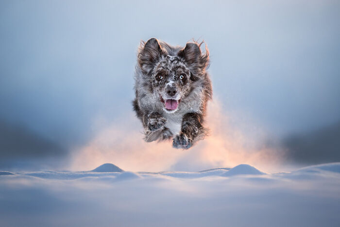 18 Winning Photos From The 2026 Dog Photography Awards That Capture Dogs At Their Best