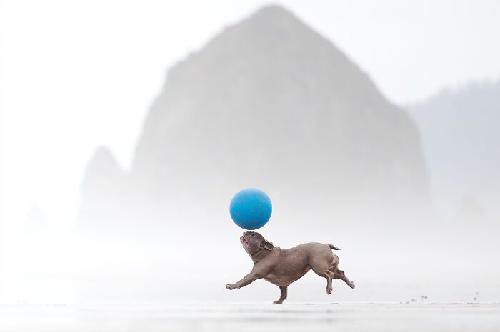 18 Winning Photos From The 2026 Dog Photography Awards That Capture Dogs At Their Best