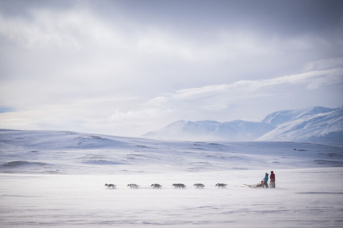 18 Winning Photos From The 2026 Dog Photography Awards That Capture Dogs At Their Best