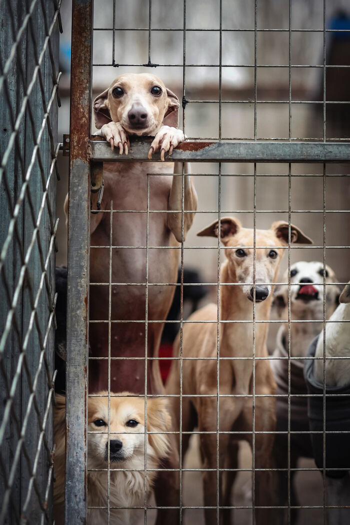 18 Winning Photos From The 2026 Dog Photography Awards That Capture Dogs At Their Best