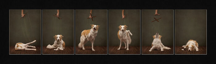 18 Winning Photos From The 2026 Dog Photography Awards That Capture Dogs At Their Best