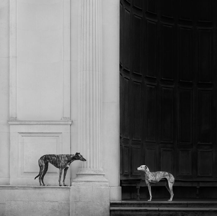 18 Winning Photos From The 2026 Dog Photography Awards That Capture Dogs At Their Best