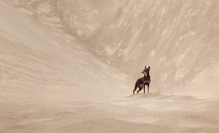 18 Winning Photos From The 2026 Dog Photography Awards That Capture Dogs At Their Best