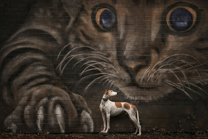 18 Winning Photos From The 2026 Dog Photography Awards That Capture Dogs At Their Best