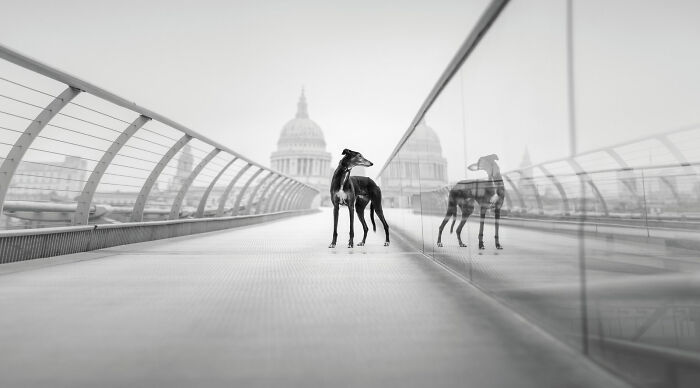 18 Winning Photos From The 2026 Dog Photography Awards That Capture Dogs At Their Best