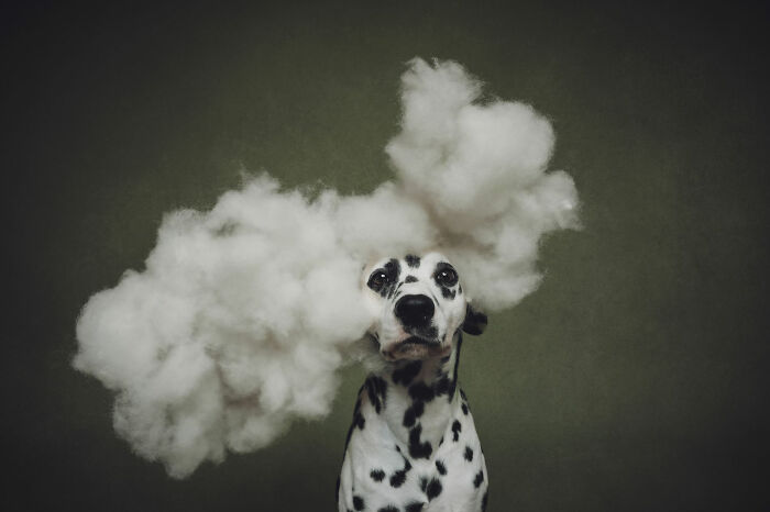 18 Winning Photos From The 2026 Dog Photography Awards That Capture Dogs At Their Best