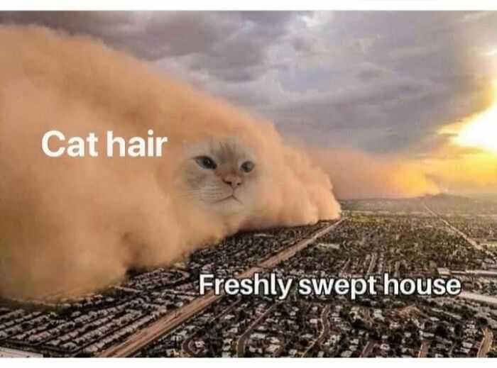 If You Live With A Cat, These 51 Funny Memes Shared By This Page Might Feel A Little Too Familiar If You Live With A Cat, These 51 Funny Memes Shared By This Page Might Feel A Little Too Familiar