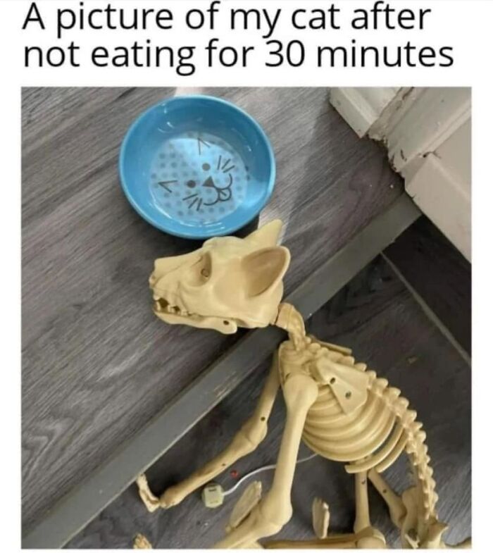 If You Live With A Cat, These 51 Funny Memes Shared By This Page Might Feel A Little Too Familiar If You Live With A Cat, These 51 Funny Memes Shared By This Page Might Feel A Little Too Familiar