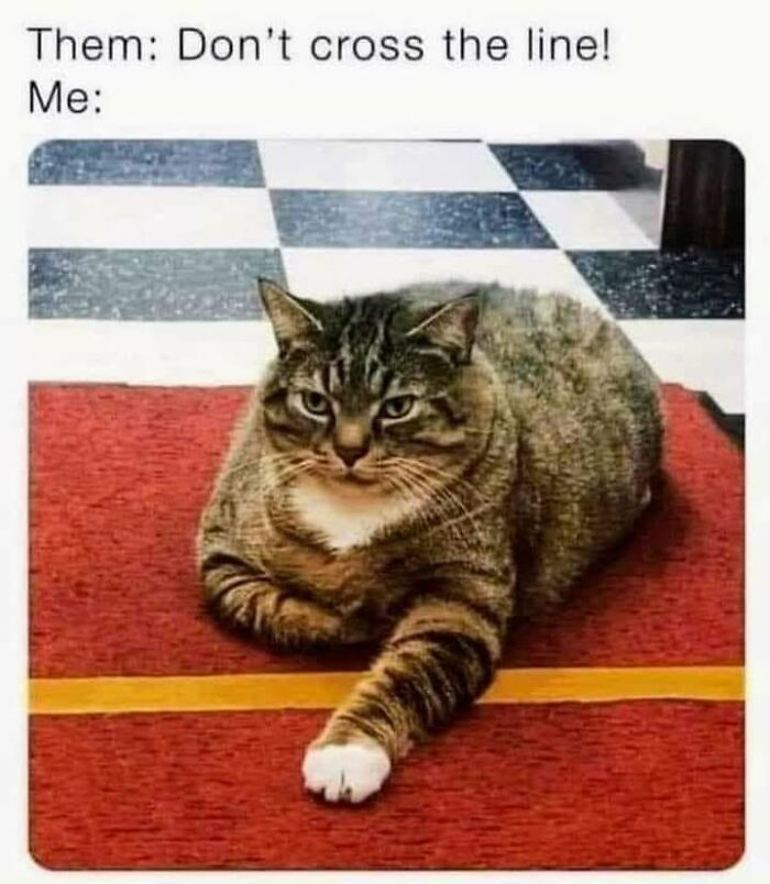 If You Live With A Cat, These 51 Funny Memes Shared By This Page Might Feel A Little Too Familiar If You Live With A Cat, These 51 Funny Memes Shared By This Page Might Feel A Little Too Familiar