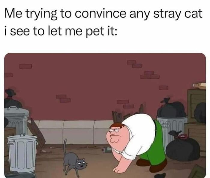 If You Live With A Cat, These 51 Funny Memes Shared By This Page Might Feel A Little Too Familiar If You Live With A Cat, These 51 Funny Memes Shared By This Page Might Feel A Little Too Familiar