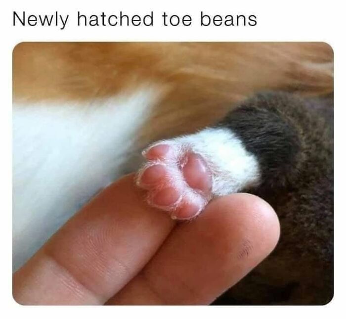 If You Live With A Cat, These 51 Funny Memes Shared By This Page Might Feel A Little Too Familiar If You Live With A Cat, These 51 Funny Memes Shared By This Page Might Feel A Little Too Familiar