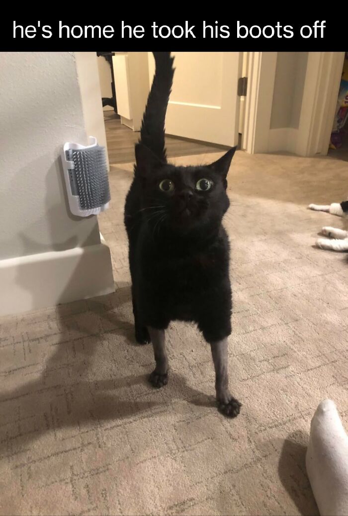 If You Live With A Cat, These 51 Funny Memes Shared By This Page Might Feel A Little Too Familiar If You Live With A Cat, These 51 Funny Memes Shared By This Page Might Feel A Little Too Familiar