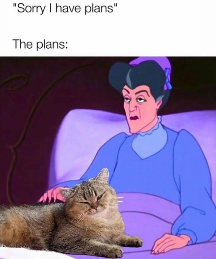 If You Live With A Cat, These 51 Funny Memes Shared By This Page Might Feel A Little Too Familiar If You Live With A Cat, These 51 Funny Memes Shared By This Page Might Feel A Little Too Familiar