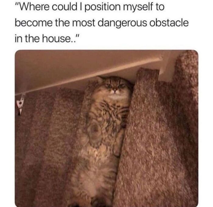 If You Live With A Cat, These 51 Funny Memes Shared By This Page Might Feel A Little Too Familiar If You Live With A Cat, These 51 Funny Memes Shared By This Page Might Feel A Little Too Familiar