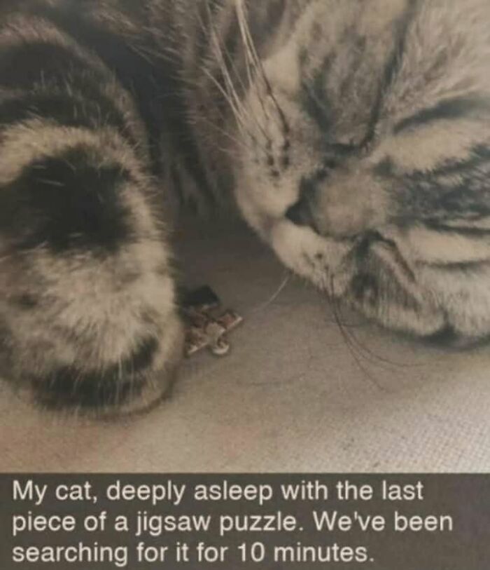 If You Live With A Cat, These 51 Funny Memes Shared By This Page Might Feel A Little Too Familiar If You Live With A Cat, These 51 Funny Memes Shared By This Page Might Feel A Little Too Familiar