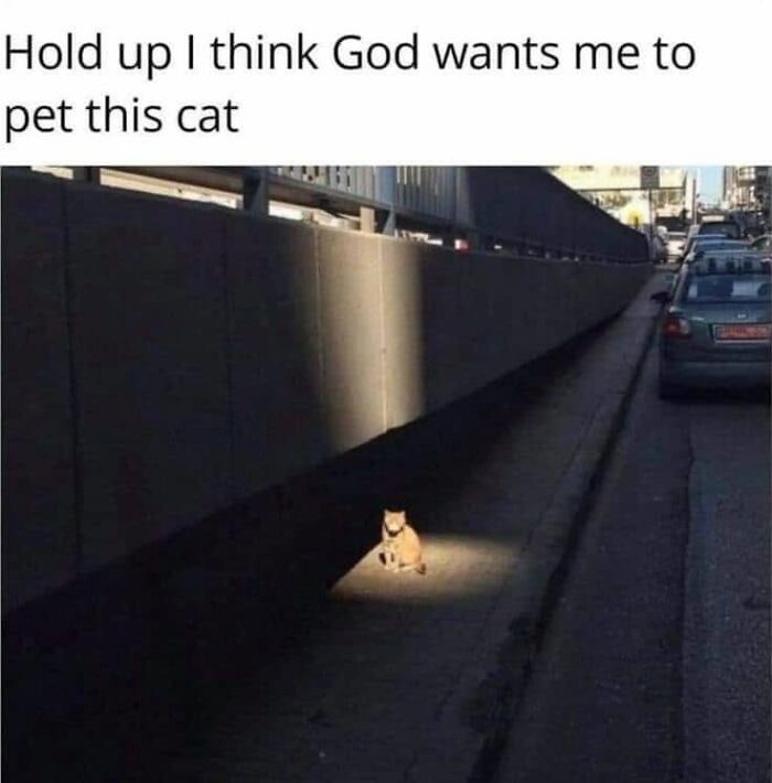 If You Live With A Cat, These 51 Funny Memes Shared By This Page Might Feel A Little Too Familiar If You Live With A Cat, These 51 Funny Memes Shared By This Page Might Feel A Little Too Familiar