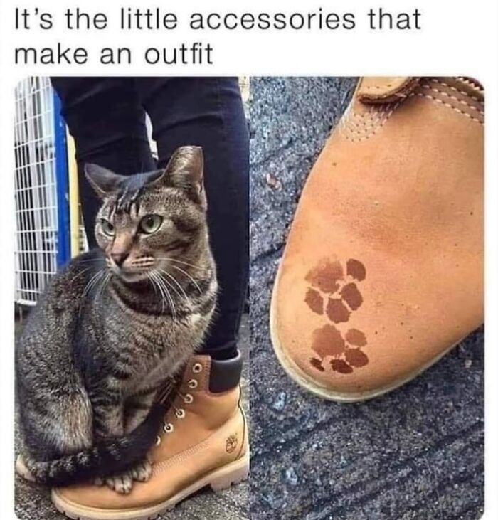 If You Live With A Cat, These 51 Funny Memes Shared By This Page Might Feel A Little Too Familiar If You Live With A Cat, These 51 Funny Memes Shared By This Page Might Feel A Little Too Familiar