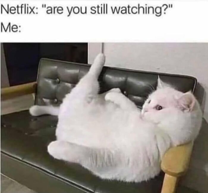 If You Live With A Cat, These 51 Funny Memes Shared By This Page Might Feel A Little Too Familiar If You Live With A Cat, These 51 Funny Memes Shared By This Page Might Feel A Little Too Familiar