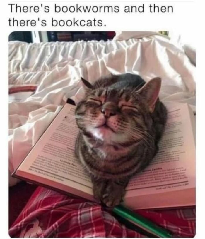 If You Live With A Cat, These 51 Funny Memes Shared By This Page Might Feel A Little Too Familiar If You Live With A Cat, These 51 Funny Memes Shared By This Page Might Feel A Little Too Familiar