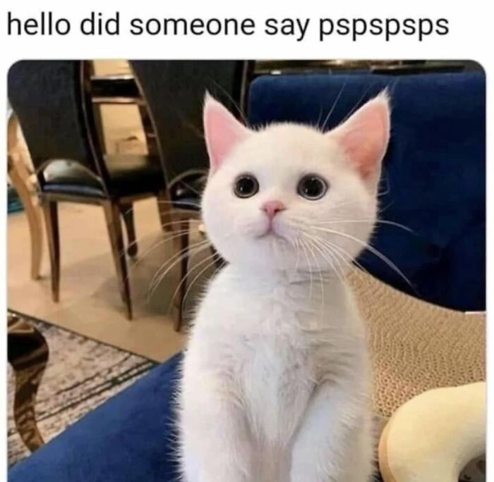 If You Live With A Cat, These 51 Funny Memes Shared By This Page Might Feel A Little Too Familiar If You Live With A Cat, These 51 Funny Memes Shared By This Page Might Feel A Little Too Familiar