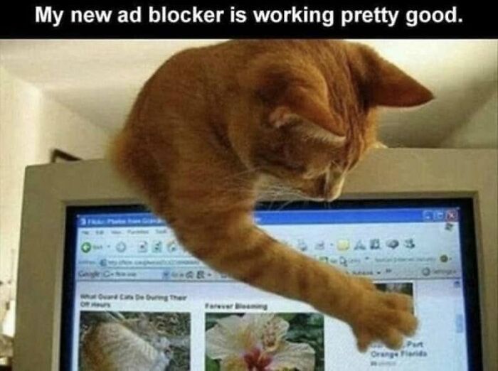 If You Live With A Cat, These 51 Funny Memes Shared By This Page Might Feel A Little Too Familiar If You Live With A Cat, These 51 Funny Memes Shared By This Page Might Feel A Little Too Familiar