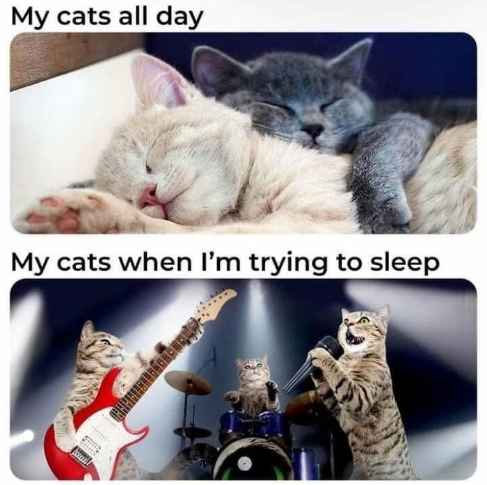 If You Live With A Cat, These 51 Funny Memes Shared By This Page Might Feel A Little Too Familiar If You Live With A Cat, These 51 Funny Memes Shared By This Page Might Feel A Little Too Familiar