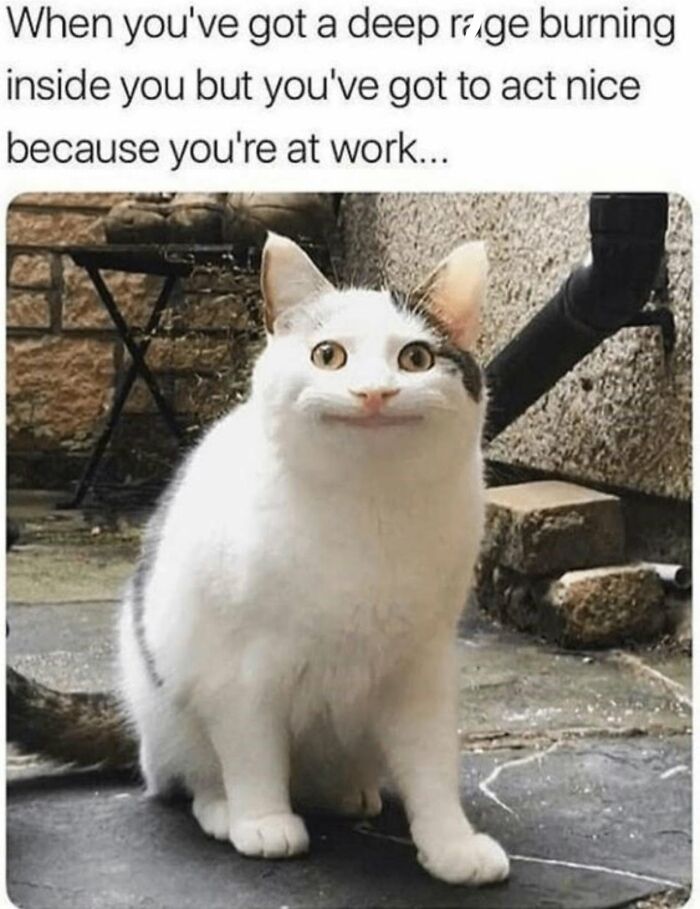 If You Live With A Cat, These 51 Funny Memes Shared By This Page Might Feel A Little Too Familiar If You Live With A Cat, These 51 Funny Memes Shared By This Page Might Feel A Little Too Familiar