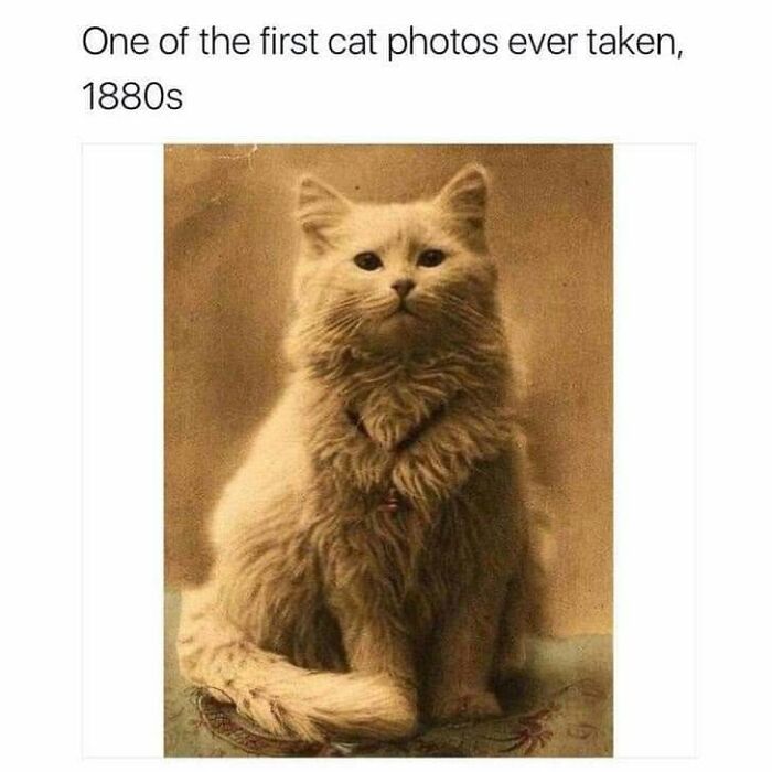 If You Live With A Cat, These 51 Funny Memes Shared By This Page Might Feel A Little Too Familiar If You Live With A Cat, These 51 Funny Memes Shared By This Page Might Feel A Little Too Familiar