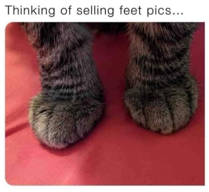If You Live With A Cat, These 51 Funny Memes Shared By This Page Might Feel A Little Too Familiar If You Live With A Cat, These 51 Funny Memes Shared By This Page Might Feel A Little Too Familiar
