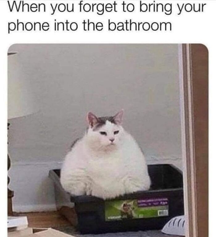 If You Live With A Cat, These 51 Funny Memes Shared By This Page Might Feel A Little Too Familiar If You Live With A Cat, These 51 Funny Memes Shared By This Page Might Feel A Little Too Familiar
