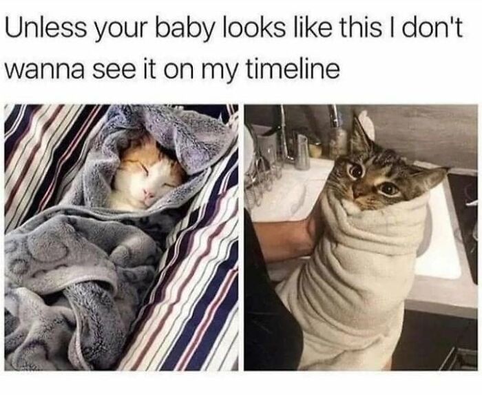 If You Live With A Cat, These 51 Funny Memes Shared By This Page Might Feel A Little Too Familiar If You Live With A Cat, These 51 Funny Memes Shared By This Page Might Feel A Little Too Familiar