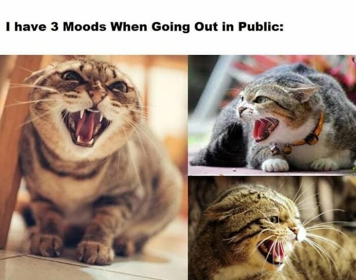 If You Live With A Cat, These 51 Funny Memes Shared By This Page Might Feel A Little Too Familiar If You Live With A Cat, These 51 Funny Memes Shared By This Page Might Feel A Little Too Familiar