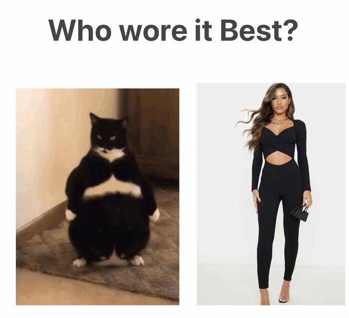 If You Live With A Cat, These 51 Funny Memes Shared By This Page Might Feel A Little Too Familiar If You Live With A Cat, These 51 Funny Memes Shared By This Page Might Feel A Little Too Familiar
