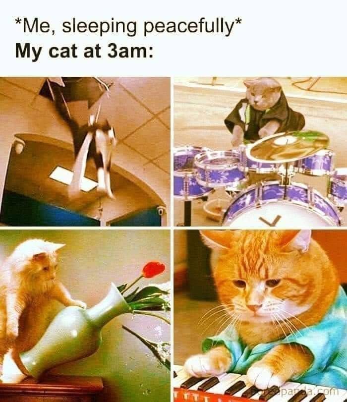 If You Live With A Cat, These 51 Funny Memes Shared By This Page Might Feel A Little Too Familiar If You Live With A Cat, These 51 Funny Memes Shared By This Page Might Feel A Little Too Familiar