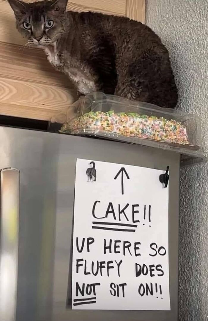 If You Live With A Cat, These 51 Funny Memes Shared By This Page Might Feel A Little Too Familiar If You Live With A Cat, These 51 Funny Memes Shared By This Page Might Feel A Little Too Familiar