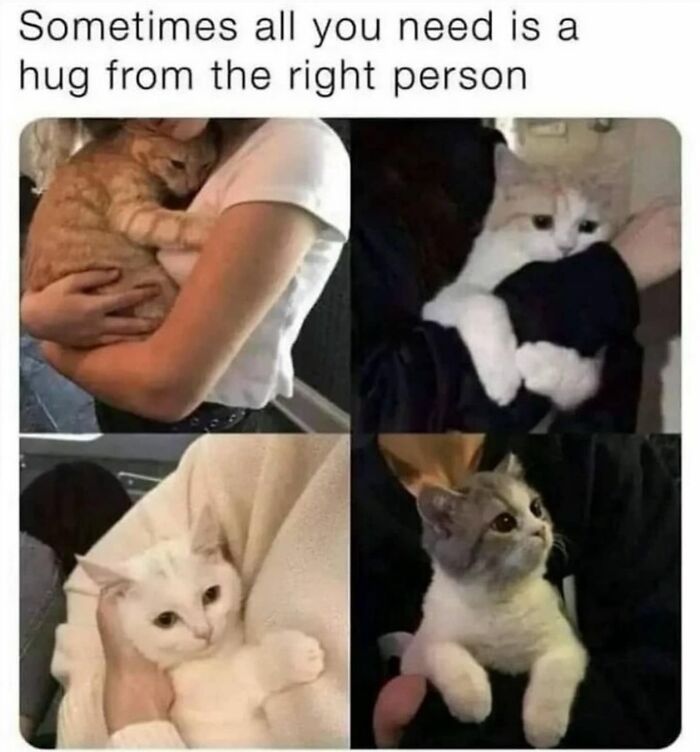 If You Live With A Cat, These 51 Funny Memes Shared By This Page Might Feel A Little Too Familiar If You Live With A Cat, These 51 Funny Memes Shared By This Page Might Feel A Little Too Familiar