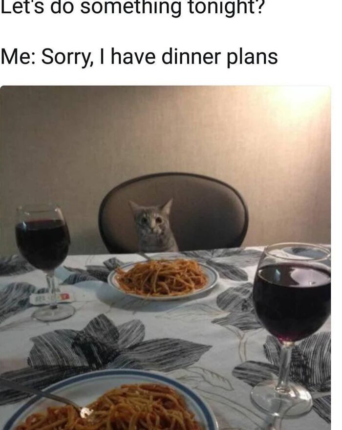 If You Live With A Cat, These 51 Funny Memes Shared By This Page Might Feel A Little Too Familiar If You Live With A Cat, These 51 Funny Memes Shared By This Page Might Feel A Little Too Familiar