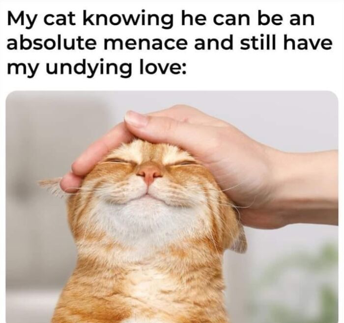 If You Live With A Cat, These 51 Funny Memes Shared By This Page Might Feel A Little Too Familiar If You Live With A Cat, These 51 Funny Memes Shared By This Page Might Feel A Little Too Familiar