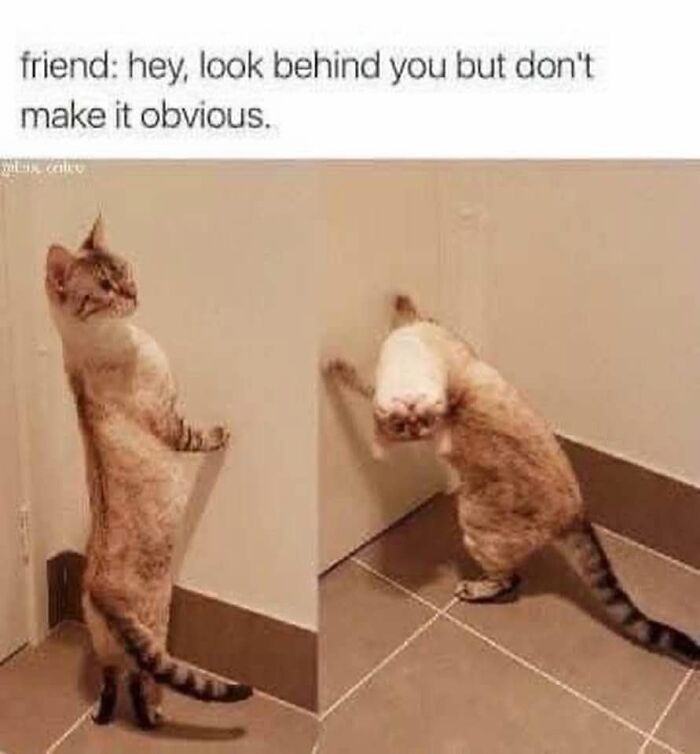If You Live With A Cat, These 51 Funny Memes Shared By This Page Might Feel A Little Too Familiar If You Live With A Cat, These 51 Funny Memes Shared By This Page Might Feel A Little Too Familiar