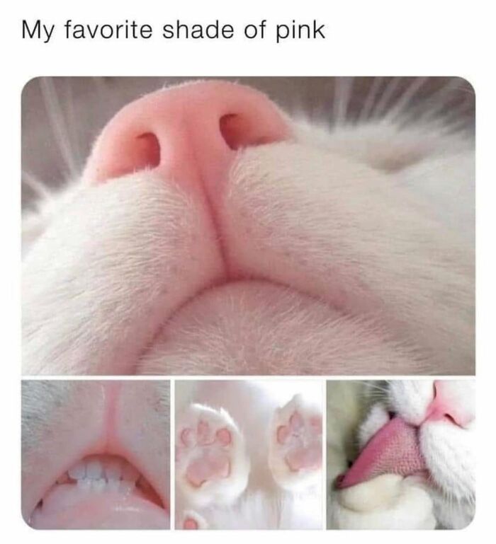 If You Live With A Cat, These 51 Funny Memes Shared By This Page Might Feel A Little Too Familiar If You Live With A Cat, These 51 Funny Memes Shared By This Page Might Feel A Little Too Familiar